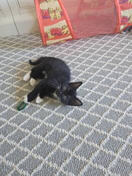 Tux, Stash, Tippy -  Tuxedo and Tabby Cat for Adoption in Walnut Creek, California - Tux, Stash, Tippy | PetCurious
