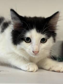 Dewey -  Domestic Medium Hair Cat for Adoption in Greenfield, Indiana - Dewey | PetCurious