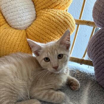 Azriel -  Domestic Medium Hair Cat for Adoption in Liverpool, Texas - Azriel | PetCurious