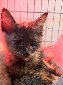 Rescue Domestic Medium Hair Cats for Adoption in Reno, Nevada - Janet | PetCurious