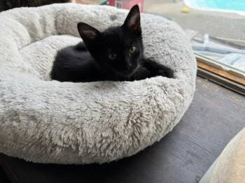 FLUX -  Domestic Short Hair Cat for Adoption in Millerstown, Pennsylvania - FLUX | PetCurious