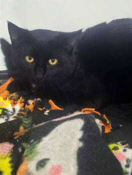 Rescue Domestic Short Hair Cats for Adoption in Champaign, Illinois - Moe | PetCurious