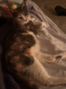 Gnocchi -  Domestic Short Hair Cat for Adoption in Wheaton, Illinois - Gnocchi | PetCurious