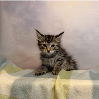 Zoe Nightshade -  Domestic Medium Hair Cat for Adoption in Fredericksburg, Virginia - Zoe Nightshade | PetCurious