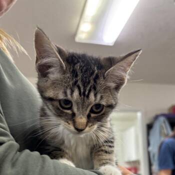 Deven -  Domestic Short Hair Cat for Adoption in Spokane, Washington - Deven | PetCurious