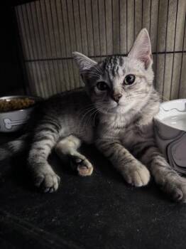 Vesper -  American Shorthair Cat for Adoption in Midland, Michigan - Vesper | PetCurious