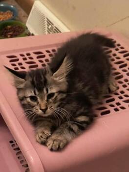 Sam -  Domestic Long Hair Cat for Adoption in Hinckley, Illinois - Sam | PetCurious