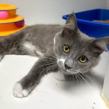 Arnold -  Domestic Medium Hair and Domestic Short Hair Cat for Adoption in Woodinville, Washington - Arnold | PetCurious