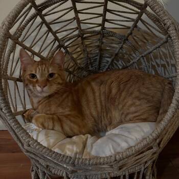 Domestic Short Hair Cats Available for Adoption in Long Beach, California - Mr. Lucy | PetCurious