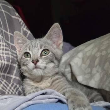 Dilly -  Domestic Short Hair Cat for Adoption in Martinsville, Indiana - Dilly | PetCurious