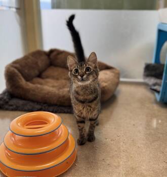 Frick -  Domestic Short Hair Cat for Adoption in Eagle, Colorado - Frick | PetCurious