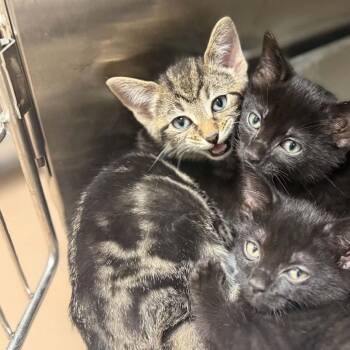 Pepsi -  Domestic Short Hair Cat for Adoption in Jacksboro, Tennessee - Pepsi | PetCurious