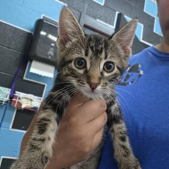 Newton -  Domestic Short Hair Cat for Adoption in Ardmore, Oklahoma - Newton | PetCurious