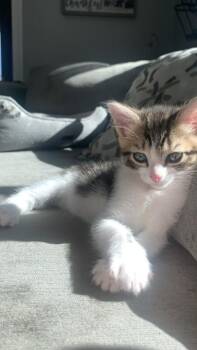 Domestic Short Hair Cats Available for Adoption - Socks | PetCurious