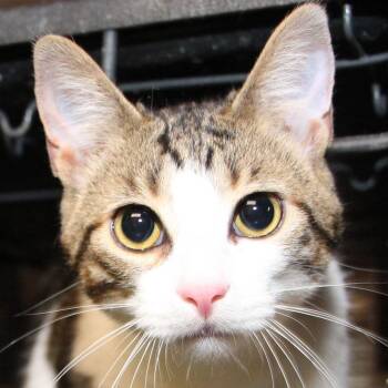 Brady - Meet me at Pet Supplies Plus -  Tabby and Domestic Short Hair Cat for Adoption in Harrisburg, Pennsylvania - Brady - Meet Me At Pet Supplies Plus | PetCurious