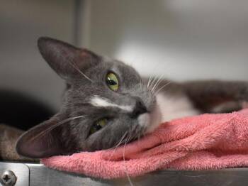 Bay -  Domestic Short Hair Cat for Adoption in Portland, Oregon - Bay | PetCurious