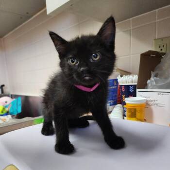 April -  Domestic Short Hair Cat Available for Adoption in Dixon, Illinois - April | PetCurious