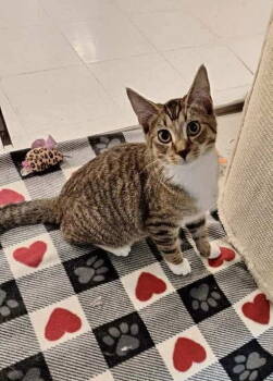 Rescue Tabby Cats for Adoption in Capshaw, Alabama - PING PONG | PetCurious