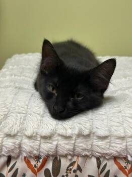 Nox -  Domestic Short Hair Cat for Adoption in The Colony, Texas - Nox | PetCurious