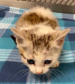 Domestic Short Hair Cats Available for Adoption in Lampasas, Texas - Meeny | PetCurious