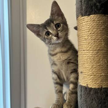 Domestic Short Hair Cats Available for Adoption in Hudsonville, Michigan - Lavender | PetCurious