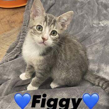 Domestic Short Hair Cats Available for Adoption - Figgy | PetCurious