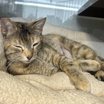 Domestic Short Hair Cats Available for Adoption in Richmond, California - WREN | PetCurious