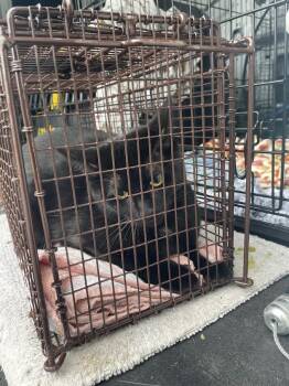COCO -  Domestic Short Hair Cat for Adoption in Boston, Massachusetts - COCO | PetCurious