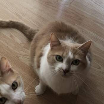 McKenzie and Chloe -  Domestic Short Hair Cat for Adoption in Brant, Michigan - McKenzie And Chloe | PetCurious
