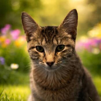 Domestic Short Hair Cats Available for Adoption - Corporal | PetCurious