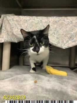 PENELOPE -  Domestic Short Hair Cat for Adoption in West Palm Beach, Florida - PENELOPE | PetCurious