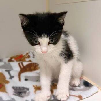 Marmot -  Domestic Short Hair Cat for Adoption in Woodinville, Washington - Marmot | PetCurious