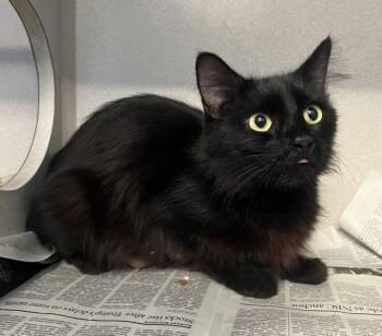 Rescue Domestic Medium Hair Cats for Adoption in San Gabriel, California - Chaka Khan | PetCurious