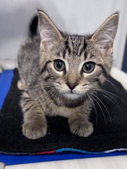 Domestic Short Hair and Tabby Cats Available for Adoption - Gelato | PetCurious