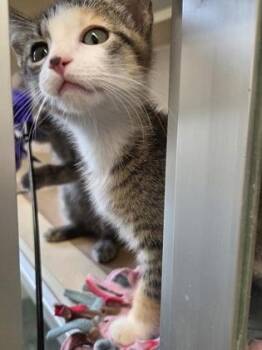 Flor -  Domestic Short Hair Cat for Adoption in Bellevue, Washington - Flor | PetCurious