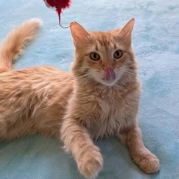 Domestic Medium Hair Cats Available for Adoption in San Tan Valley, Arizona - Mason | PetCurious