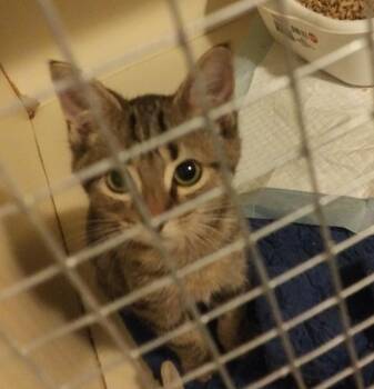 Jake -  Domestic Short Hair Cat for Adoption in PORT WENTWRTH, Georgia - Jake | PetCurious