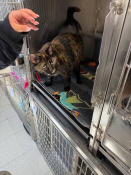 Domestic Short Hair Cats Available for Adoption in Pomona, New York - Sorcha | PetCurious