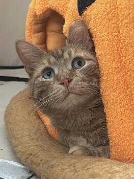 Spot -  Domestic Short Hair Cat for Adoption - Spot | PetCurious