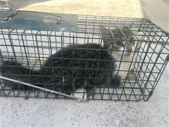 A660850 -  Domestic Short Hair Cat for Adoption in Houston, Texas - A660850 | PetCurious