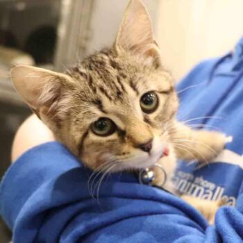 Domestic Short Hair Cats Available for Adoption in Port Washington, New York - Cookie | PetCurious