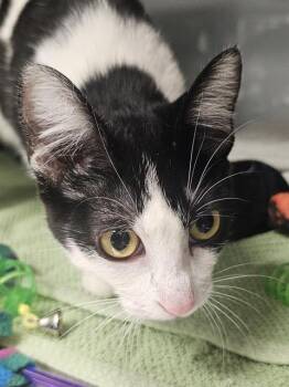 CLOVER* -  Domestic Medium Hair Cat for Adoption in Santa Cruz, California - CLOVER* | PetCurious