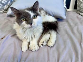 Misty -  Domestic Long Hair Cat for Adoption in Scottsburg, Indiana - Misty | PetCurious