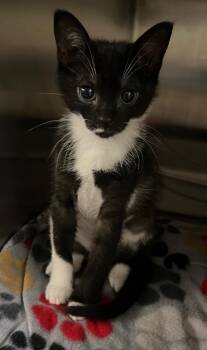 Sun -  Domestic Short Hair Cat for Adoption in Ocala, Florida - Sun | PetCurious