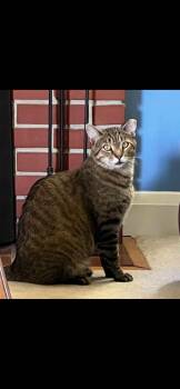 Pepper -  American Shorthair Cat for Adoption in Essex, Maryland - Pepper | PetCurious