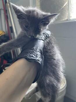 WINSTON -  Domestic Short Hair Cat for Adoption in Stockton, California - WINSTON | PetCurious