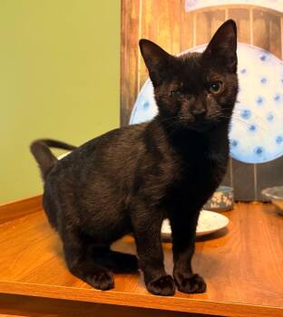 Janet -  Domestic Short Hair Cat for Adoption in Darien, Georgia - Janet | PetCurious