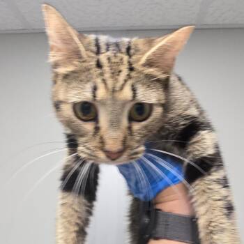 Mystic -  Domestic Medium Hair Cat for Adoption in Concord, North Carolina - Mystic | PetCurious