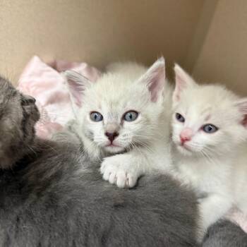 Elora -  Domestic Short Hair Cat for Adoption in Pagosa Springs, Colorado - Elora | PetCurious