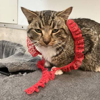 Tabby and Domestic Short Hair Cats Available for Adoption - Ralph | PetCurious